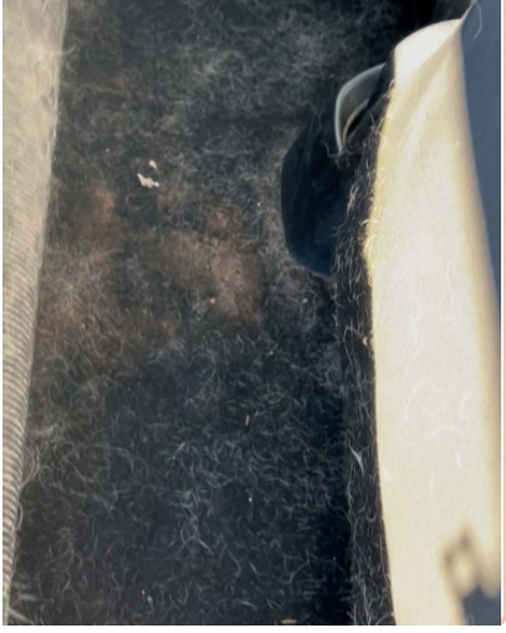  — Carpet extraction, before